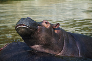 funny muzzle of a hippopotamus in water