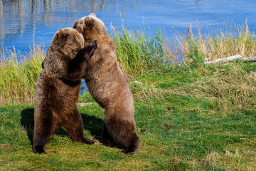 Obraz premium Two juvenile brown bears play wrestling on the bank of a lake 