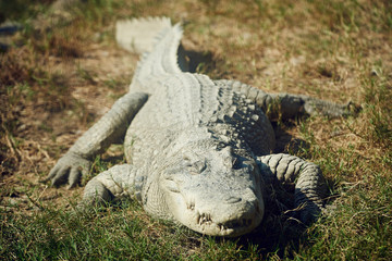 a large crocodile lies on the grass muzzle into the camera