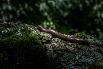 Millipede