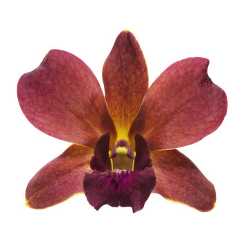 Red brown  Orchid [Dendrobium] on white back ground