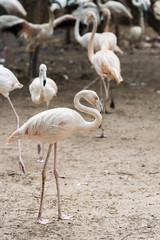 a large flock of pink flamingos