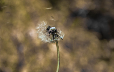 dandelion