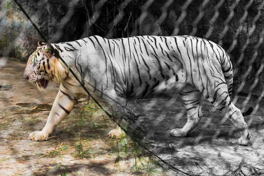 a big tiger walks behind bars half tiger in black and white image