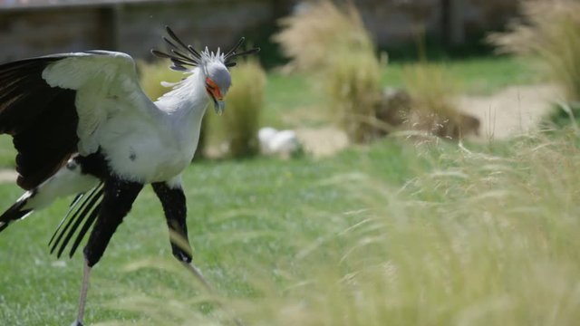  Secretary bird at conservation center demonstrates its ability to kill snake