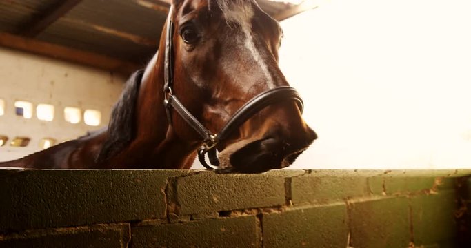 Horse in the stable 