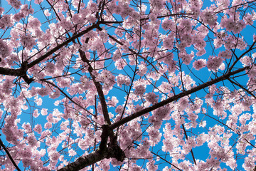 Looking Up in Spring