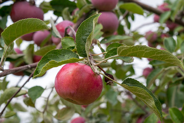 Apple Hanging in Orchard