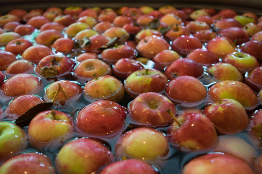 Apples Waiting to be Cider