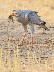 Southern Pale Chanting Goshawk