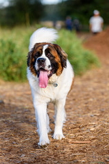 Saint Bernard walking on a trail in a dog park, tall grass in the background
