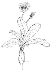 Edible weeds. Wild vegetables. Pasture mix. Cat's Ear Dandelion. Flowers, leaves and root. Isolated pen drawing.