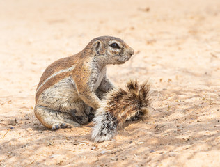 Cape Ground Squirrel