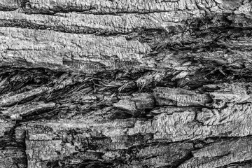 Tree bark texture - Black and white landscape Background