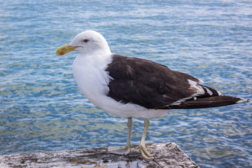 Gull on Wharf, Russell New Zealand