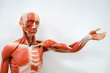 Human anatomy model