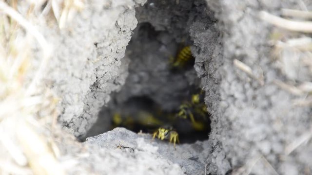 The entrance to the aspen nest is near. Wasps fly into their nest. Mink with an aspen nest. Underground wasps