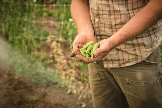Farmer holding fresh ripe green pea