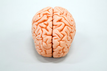 Human brain anatomy model