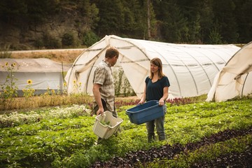 Two farmer interacting with each other in green house