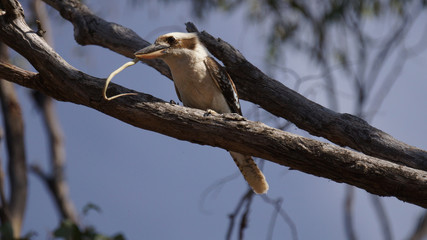 Kookaburra eating a highly venomous brown snake!