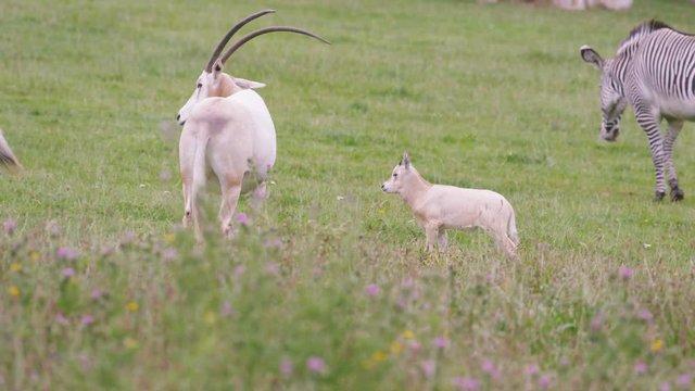  Zebra & scimitar-horned oryx with calf grazing on grass at wildlife park