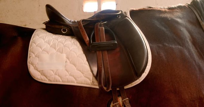 Mid section of horse with saddle 