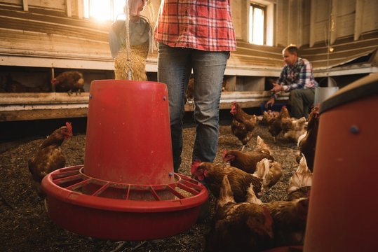 Female farmer feeding the hens