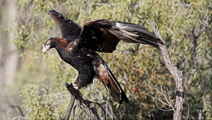 Wedge-tailed Eagle (Aquila audax)