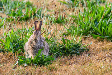 Rabbit feeding on healthy weeds in a dead lawn
