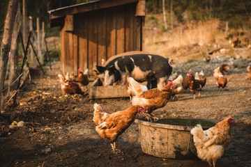 Pigs and hens eating food in farm