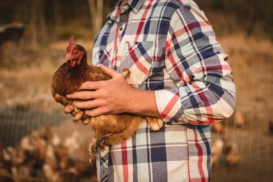 Farmer holding hen in farm