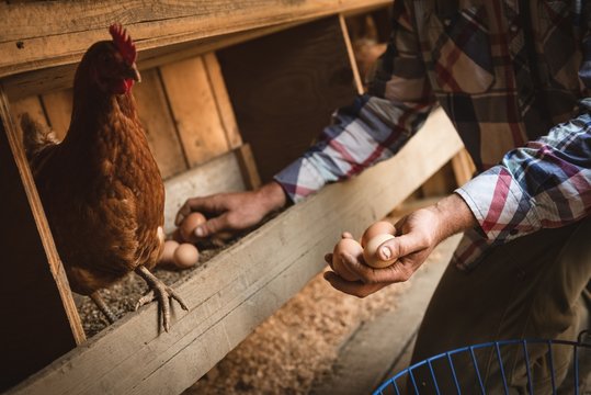 Farmer collecting eggs at the wooden henhouse with chickens