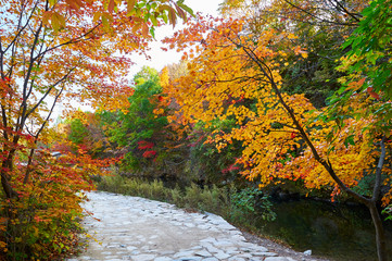 The path in the autumn forest