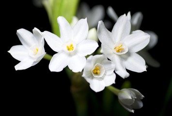 Fototapeta na wymiar White flower group 4982