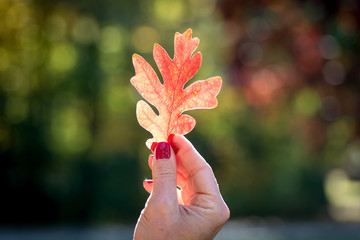 woman holding up oak leaf in sunlight