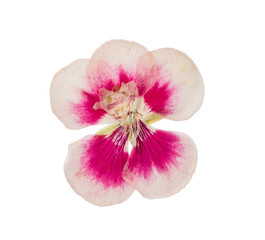 Pressed and dried flower godetia isolated