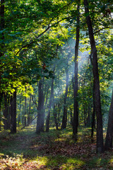 Fototapeta na wymiar Sunbeams falling on the path in autumn forest on a foggy morning.