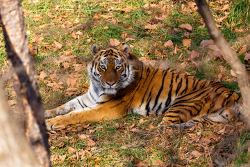 Fototapeta na wymiar Amur tiger in the autumn forest, Primorsky Krai