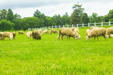 Obraz premium Sheep on grasslands.