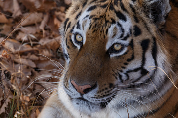 Fototapeta na wymiar Amur tiger in the autumn forest, Primorsky Krai