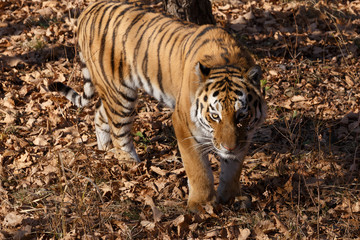 Naklejka na ściany i meble Amur tiger in the autumn forest, Primorsky Krai
