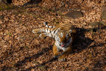 Amur tiger in the autumn forest, Primorsky Krai