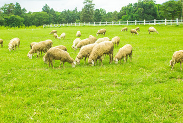 Sheep on grasslands.