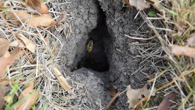 Vespula vulgaris. Wasps fly into their nest. Mink with an aspen nest. Underground wasps