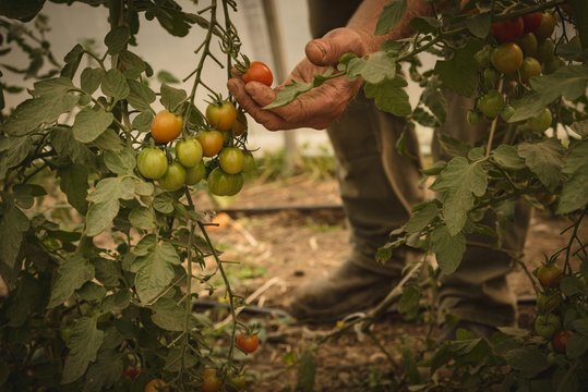 Farmer harvesting vegetables