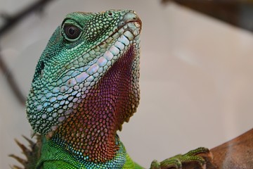 Chinese water dragon head Physignatus cocincinus looking forward from large terrarium