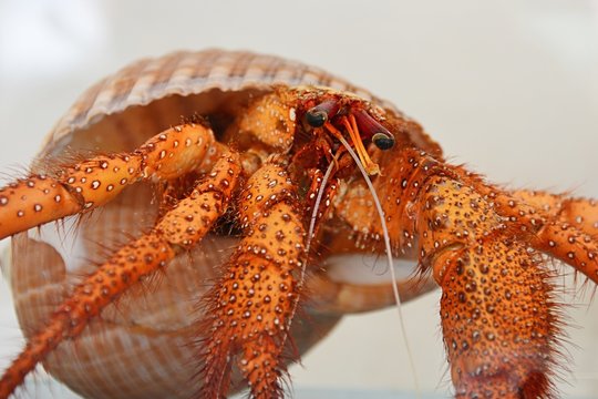 Larger hermit crab Dardanus Calidus in Tonna Galea seashell