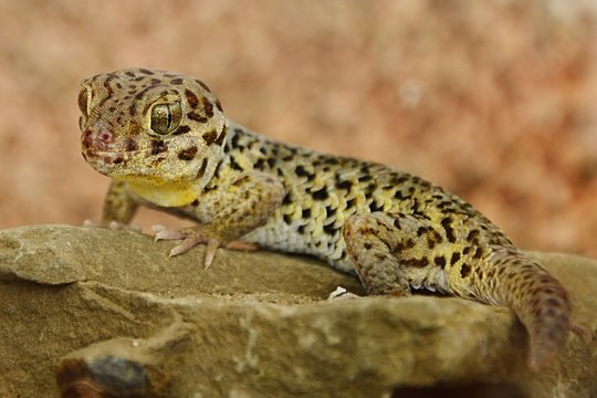 Tibetan Frog Eyed gecko Teratoscincus roborowskii standing on stone facing forward