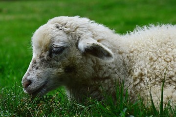 Little lamb of sheep Ovis Aries lying peacefully in fresh green grass